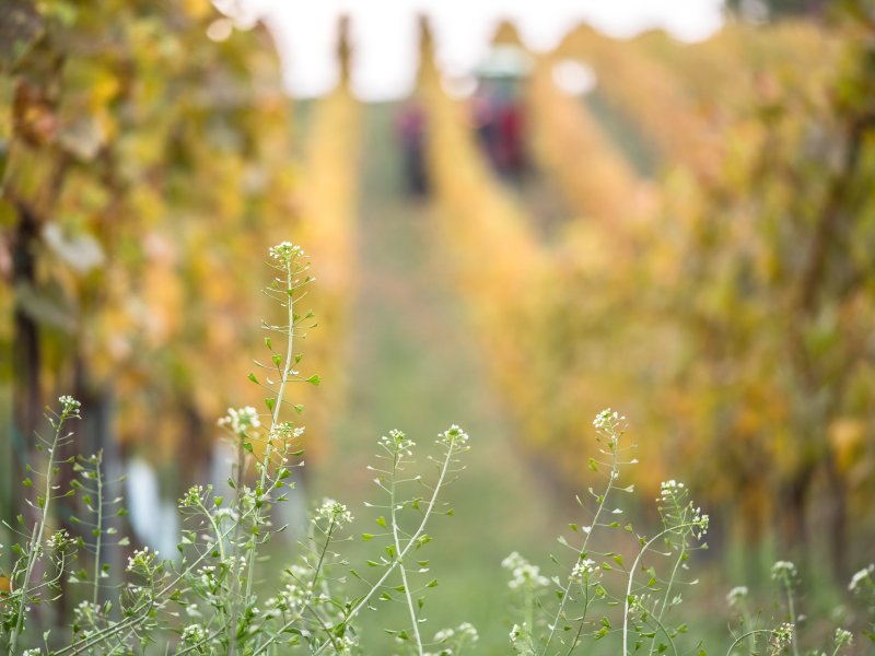 Vinařství Rochůz míří směrem k BIO: Péče o vinice s úctou k přírodě