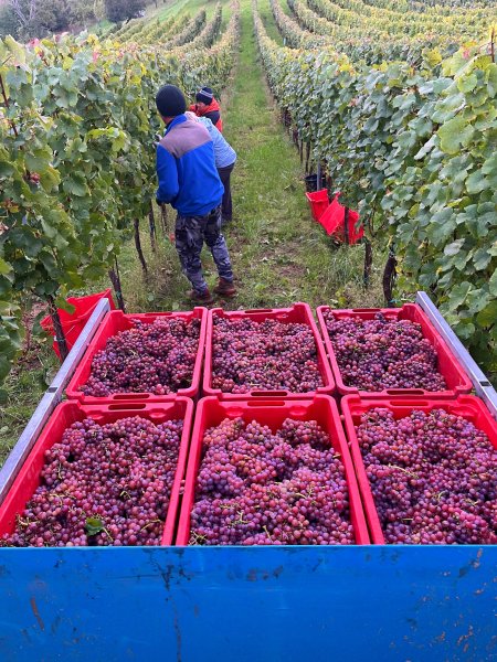 Vinobraní 2026 ve Vinařství Rochůz